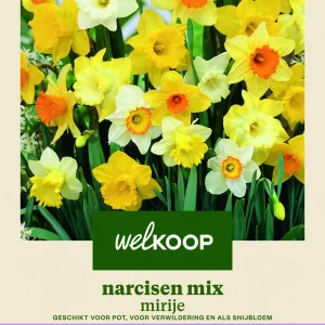 Welkoop Narcissen mix Mirije - Bloembollen