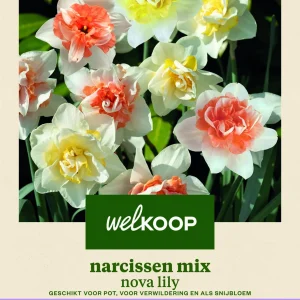 Welkoop Narcissen mix Nova Lily - Bloembollen