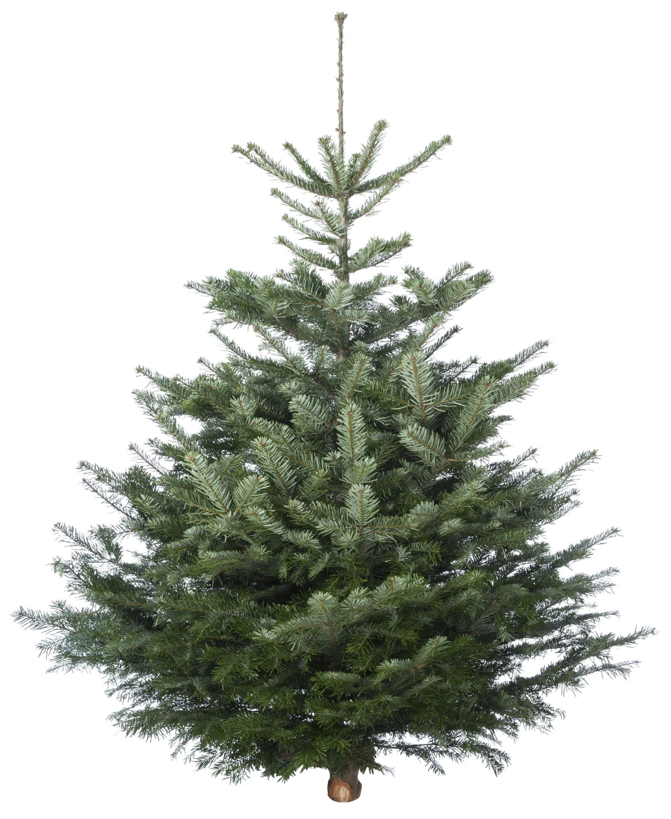 Welkoop Nordmann gezaagd - Kerstboom - 150 cm