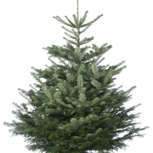 Welkoop Nordmann gezaagd - Kerstboom - 175 cm