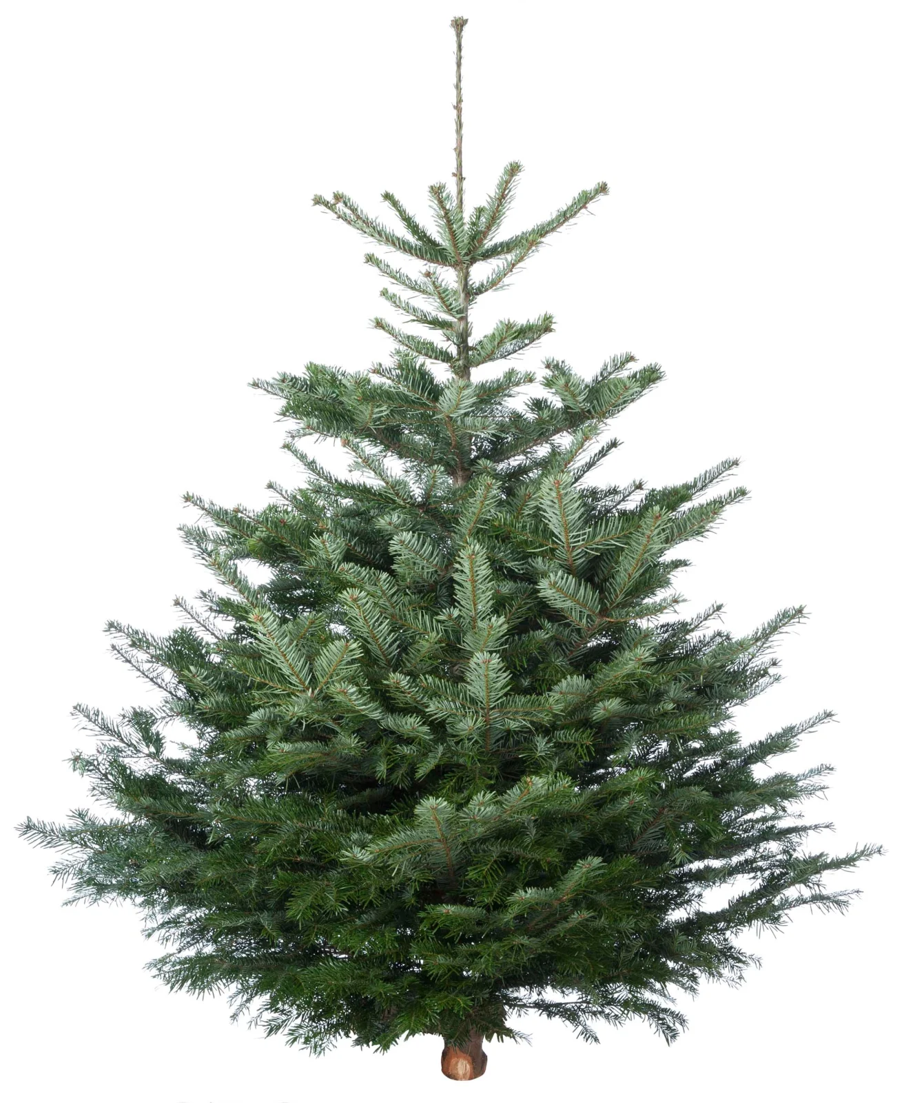 Welkoop Nordmann gezaagd - Kerstboom - 250 cm