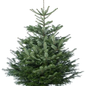 Welkoop Nordmann gezaagd - Kerstboom - 300 cm