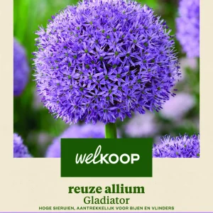 Welkoop Reuze Allium Gladiator - Bloembollen