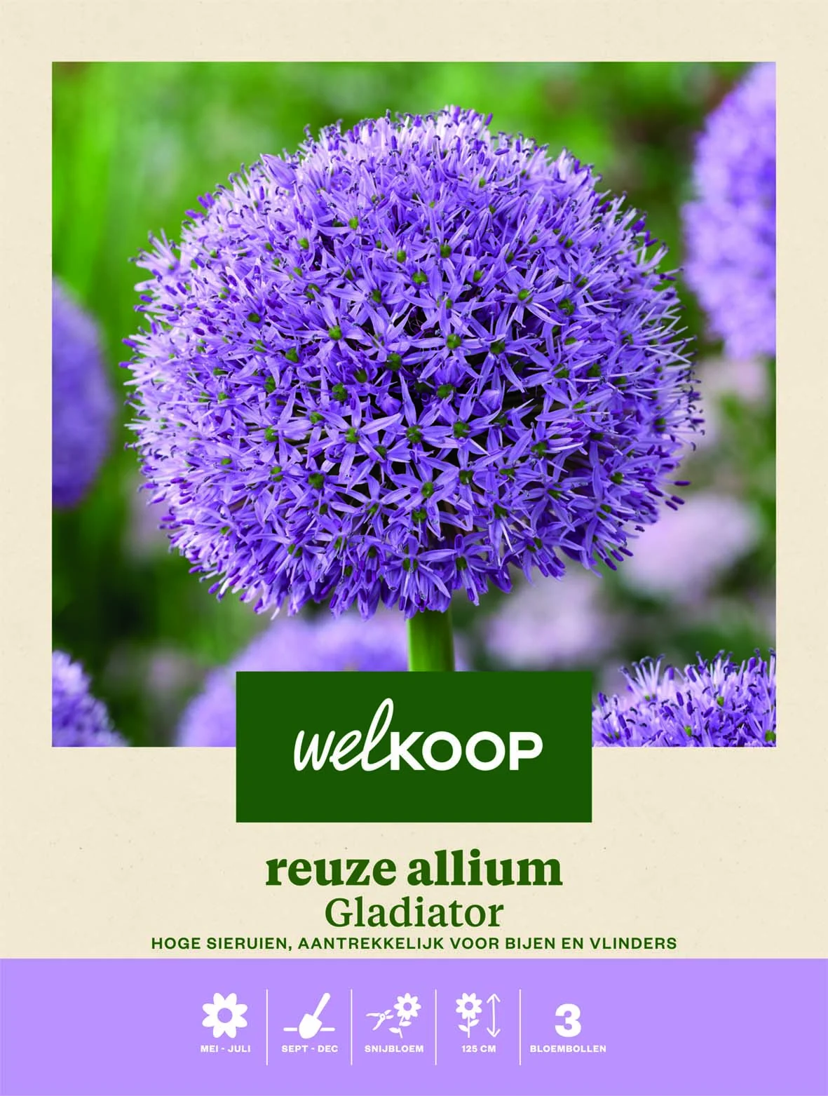 Welkoop Reuze Allium Gladiator - Bloembollen