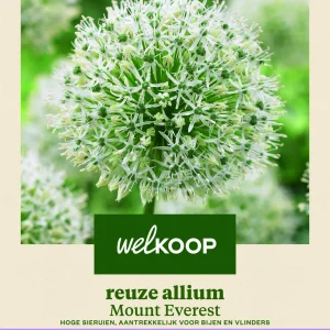 Welkoop Reuze Allium Mount Everest - Bloembollen
