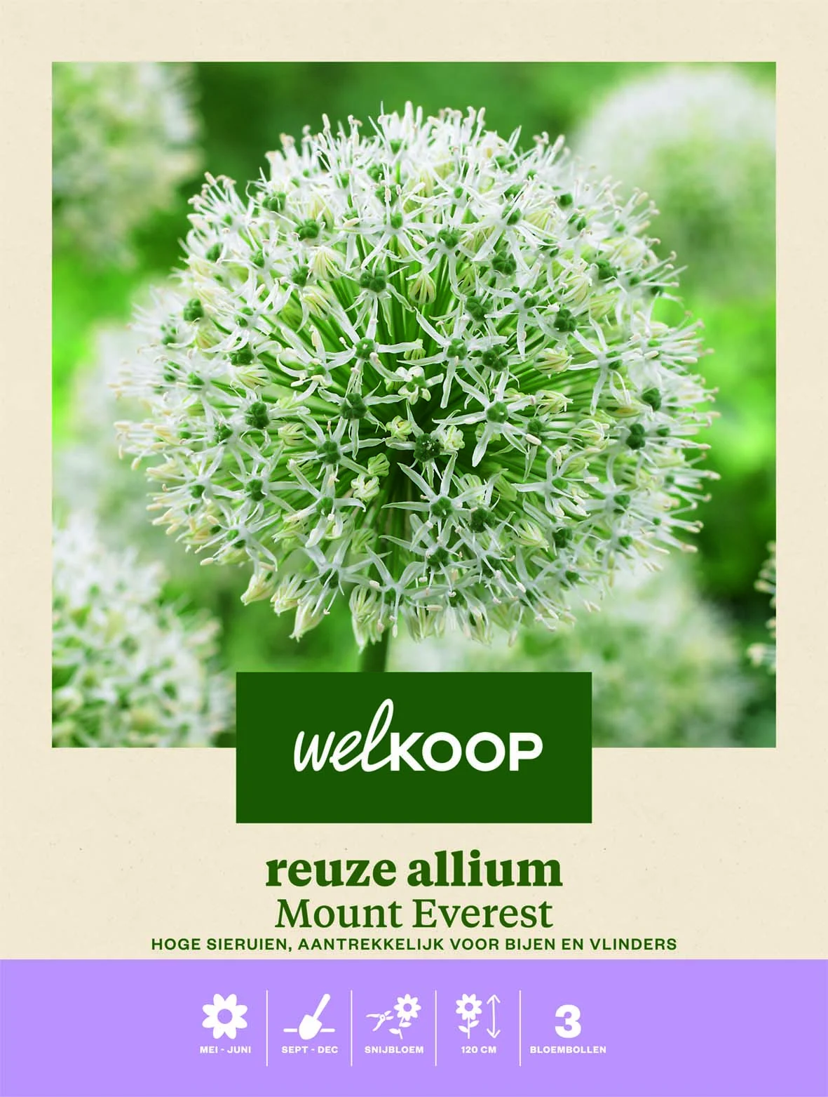 Welkoop Reuze Allium Mount Everest - Bloembollen