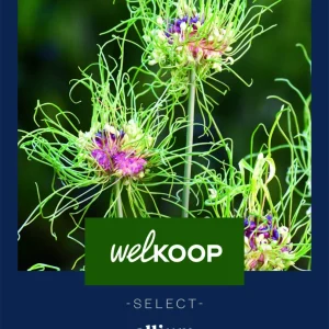 Welkoop Select Allium Hair - Bloembollen