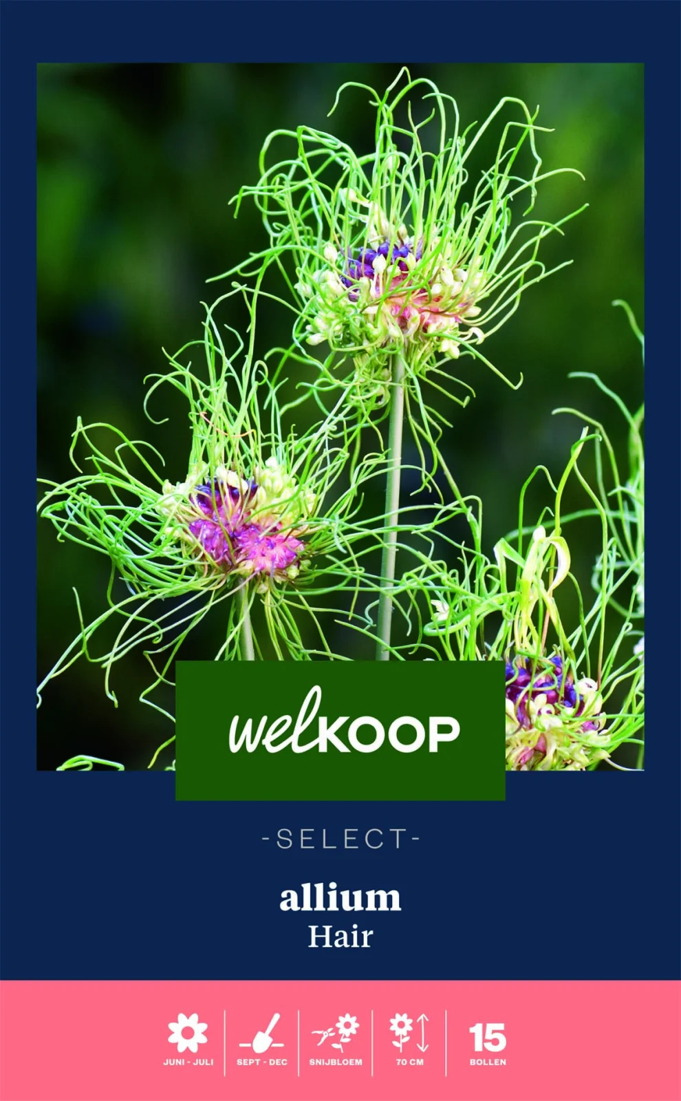 Welkoop Select Allium Hair - Bloembollen