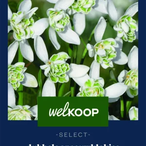 Welkoop Select Dubbele Sneeuwklokjes Galanthus Flore Pleno - Bloembollen
