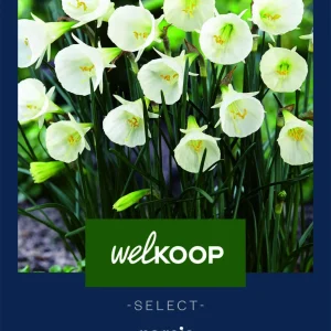 Welkoop Select Narcis Petticoat - Bloembollen