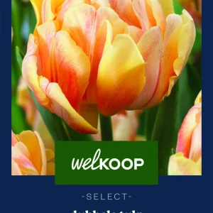 Welkoop Select Tulp Foxy Foxtrot - Bloembollen