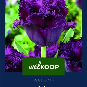 Welkoop Select Tulp Gorilla - Bloembollen