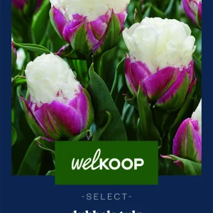 Welkoop Select Tulp Ice Cream - Bloembollen