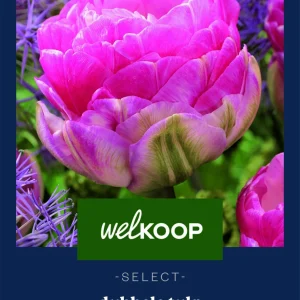 Welkoop Select Tulp Pink Size - Bloembollen