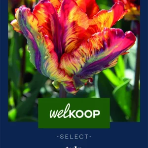 Welkoop Select Tulp Rasta Parrot - Bloembollen