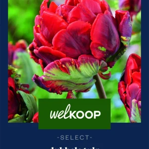 Welkoop Select Tulp Rococo Double - Bloembollen