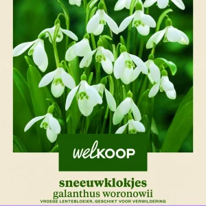 Welkoop Sneeuwklokje Galanthus Woronowii聽 - Bloembollen
