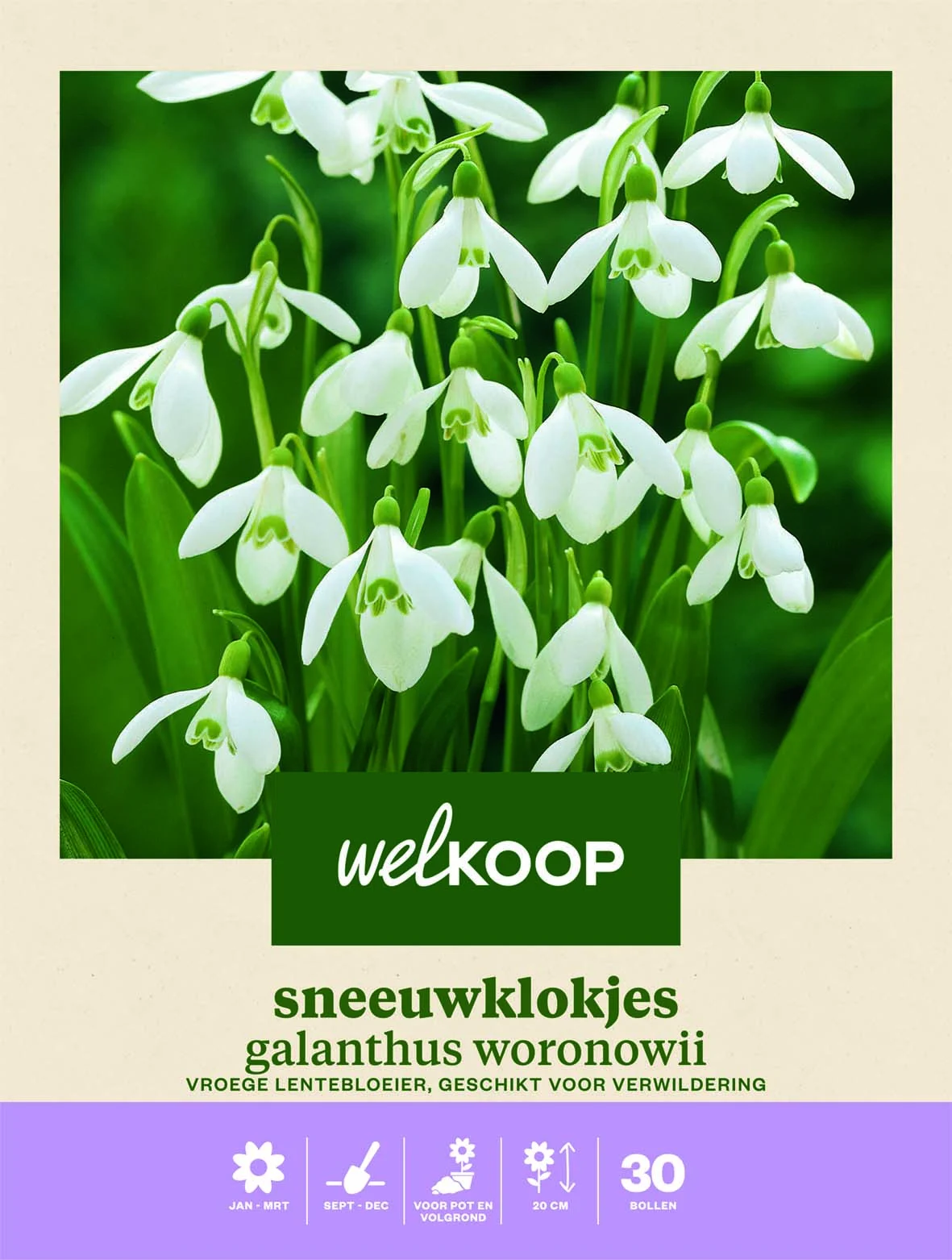 Welkoop Sneeuwklokje Galanthus Woronowii聽 - Bloembollen
