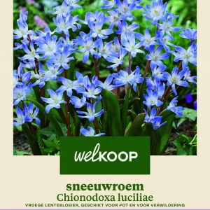 Welkoop Sneeuwroem Chionodoxa luciliae - Bloembollen