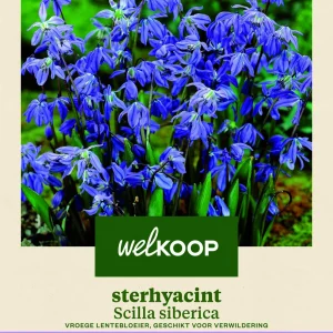 Welkoop Sterhyacint Scilla siberica - Bloembollen