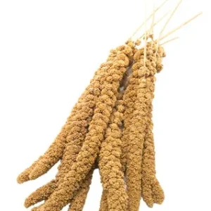Welkoop Trosgierst - Snacks - 1 Kilogram