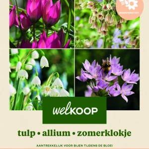 Welkoop Tulp Allium Zomerklokje - Biodiversiteit - Bloembollen