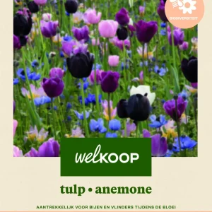 Welkoop Tulp Anemone Biodiversiteit - Bloembollen