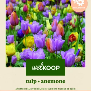 Welkoop Tulp Anemone - Biodiversiteit - Bloembollen