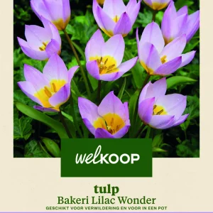 Welkoop Tulp Bakeri Lilac Wonder - Bloembollen