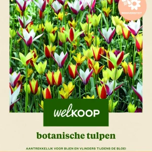 Welkoop Tulp Biodiversiteit - Bloembollen