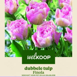 Welkoop Tulp Finola - Bloembollen