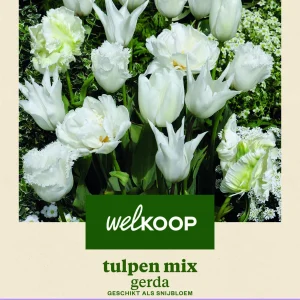 Welkoop Tulp Gerda - Bloembollen