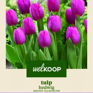 Welkoop Tulp Hedwig - Bloembollen