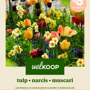 Welkoop Tulp Narcis Blauwe druifjes Biodiversiteit - Bloembollen