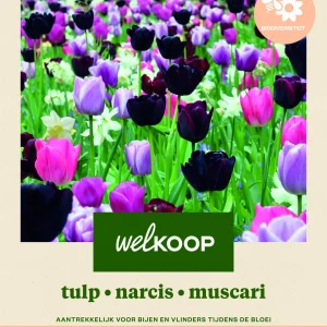 Welkoop Tulp Narcis Blauwe druifjes Biodiversiteit - Bloembollen