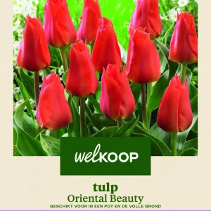 Welkoop Tulp Oriental Beauty - Bloembollen