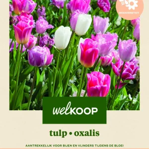Welkoop Tulp Oxalis Biodiversiteit - Bloembollen