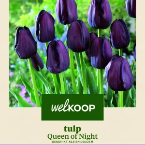 Welkoop Tulp Queen of Night - Bloembollen