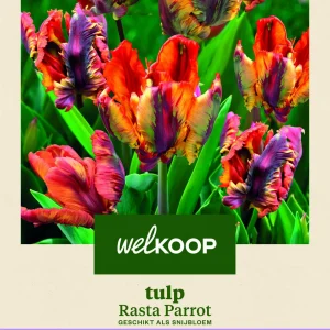 Welkoop Tulp Rasta Parrot - Bloembollen