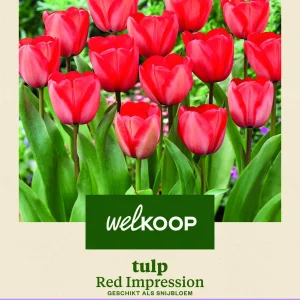 Welkoop Tulp Red Impression - Bloembollen