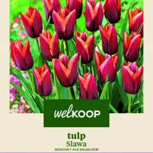 Welkoop Tulp Slawa - Bloembollen