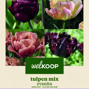 Welkoop Tulpen mix Evanita - Bloembollen