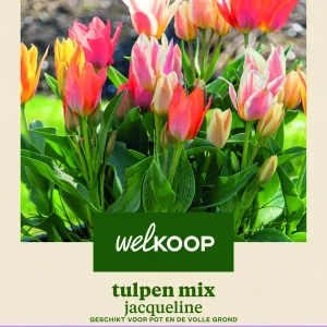 Welkoop Tulpen mix Jacqeline - Bloembollen