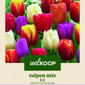 Welkoop Tulpen mix Lot - Bloembollen