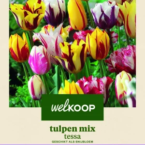 Welkoop Tulpen mix Tessa - Bloembollen