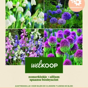 Welkoop Zomerklokje Allium Spaanse Boshyacint - Biodiversiteit - Bloembollen