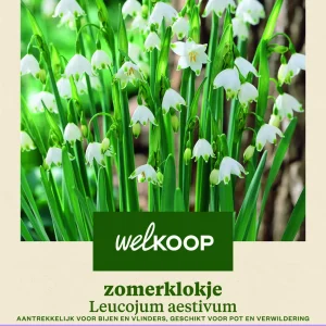 Welkoop Zomerklokje Leucojum aestivum - Bloembollen