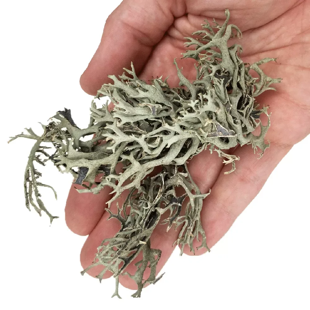 WIO Bits Lichen - Image 2