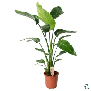 Witte Paradijsvogelplant, Tropische Groene Plant, Strelitzia Nicolai