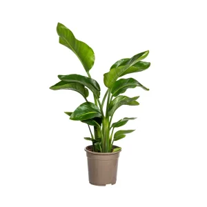 Witte Paradijsvogelplant, Tropische Sferen, Groene Kamerplant, Strelitzia Nicolai